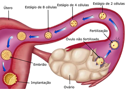 Reprodução Humana